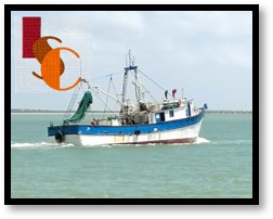 Crisis camaronera en Campeche paraliza la flota y obliga a pescadores a migrar. 